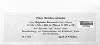 Entyloma arnaudianum image